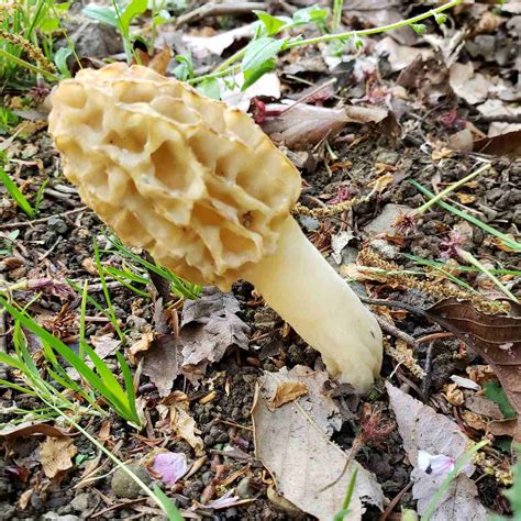 How To Grow And Care For Morel Mushrooms