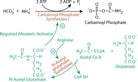 Amino Acid Metabolism Urea Cycle