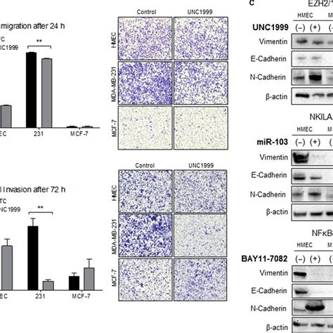 Functional Effects Of Ezh Nf B And Nkila Inhibition On Cell