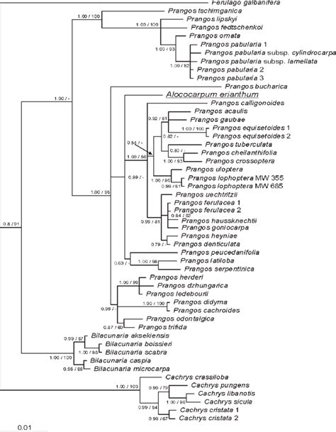 Bayesian Phylogenetic Tree Of Nrits Ets Nucleotide Sequences Posterior