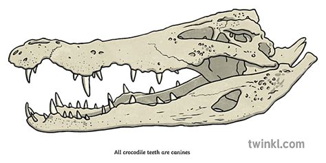 Crocodile Skull Profile with Teeth Diagram Science KS2