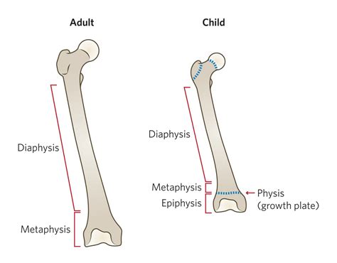 Dr Leo Donnan Paediatric And Adult Orthopaedic Surgeon Paediatric