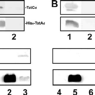 Mutual Interaction Of TatA D And TatC D His 6 TatA D A Or TatC D