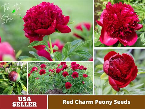 10 Rare Seeds Red Charm Peony Seeds perennial authentic Seeds-flowers ...