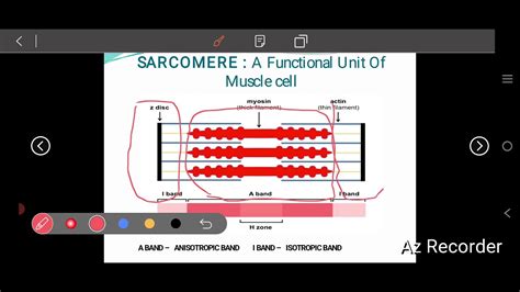 Muscle Anatomy Contractile Proteins Mechanism Of Contraction Class