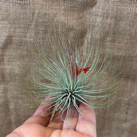 Se Produkter Som Liknar Tillandsia Andreana Xl Airpla P Tradera