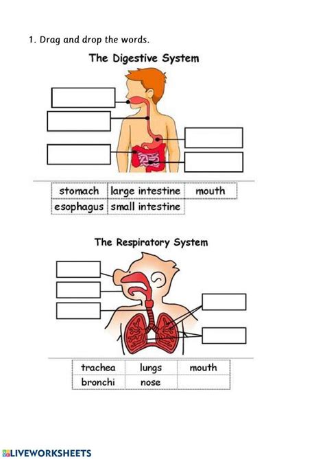 100219 Digestive And Respiratory System