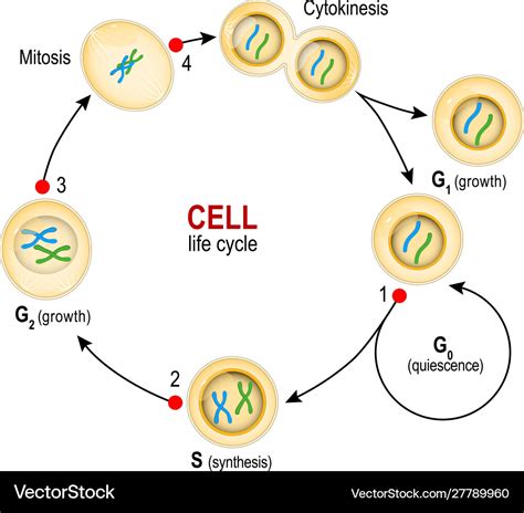 Cell Cycle Checkpoints Dna Damage Spindle Vector Image