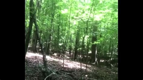 Floresta Gay Videos XVIDEOS