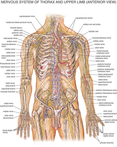 Map Of Nerves In Human Body