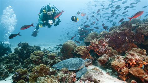 Scuba Dive in the Galápagos Islands Best Diving Experience