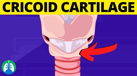 Cricoid Cartilage