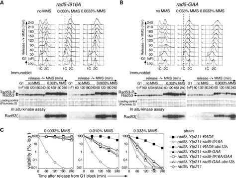 Rad Ubiquitin Ligase And Atpase Helicase Activities Are Required For