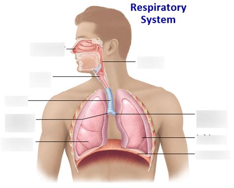 Respiratory System Chpt Lab Diagram Quizlet