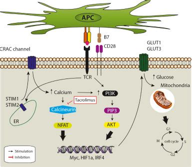 Novel Role Of Calcineurin Inhibitors In Curbing T Cells Sweet Tooth