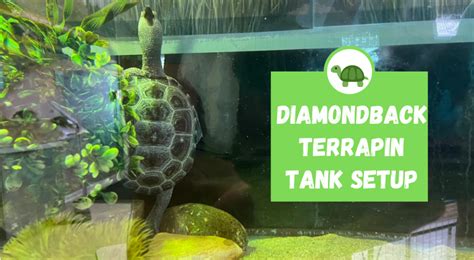 Diamondback Terrapin Tank Setup - TurtleHolic