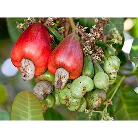 Creative Farmer Live Plant Cashew Nut Kaju Rare Exotic Plants Garden