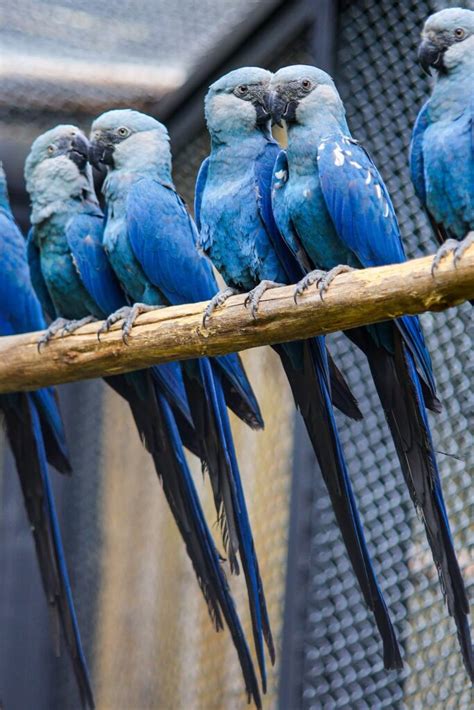 Centro De Conserva O Para A Ararinha Azul Inaugurado Em Sp Ciclovivo