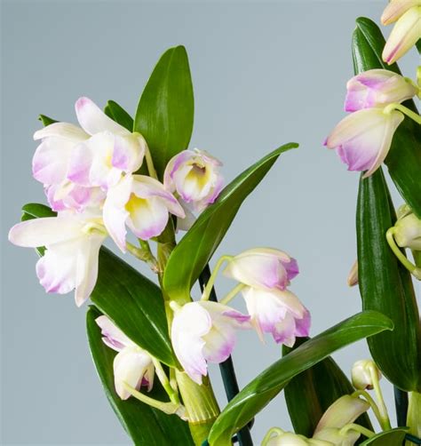 Dendrobium Orchidee Sunny Eyes