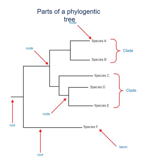 Blank Phylogenetic Tree Template