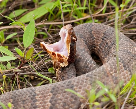 Katy Prairie Conservancy Introduces Summer Snakes