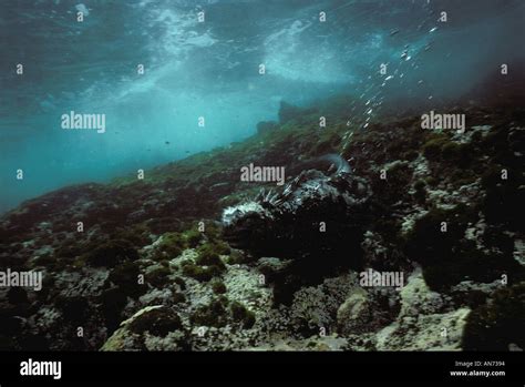 Marine Iguana swimming Stock Photo - Alamy