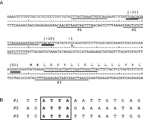 Annotated DNA Sequence Of The PiuB Promoter Region A DNA Sequence Of