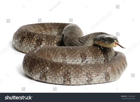 Lake Erie Watersnake Nerodia Sipedon Insularum Stock Photo 154045652