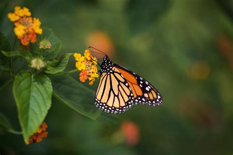 K Butterflies Insects Monarch Butterfly Bokeh Rare