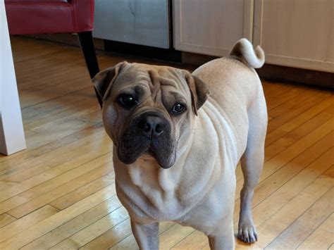 Ori Pei Pug Pug X Chinese Shar Pei Petpress