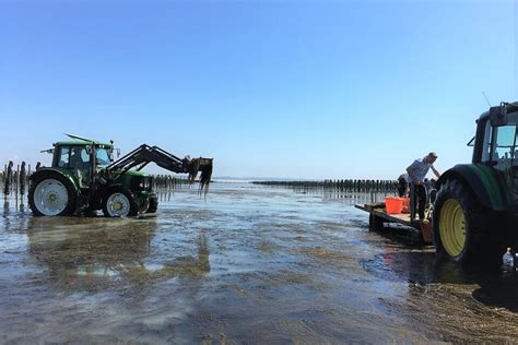 Manche Aquaculture Des Projets Pour Transformer Les Algues