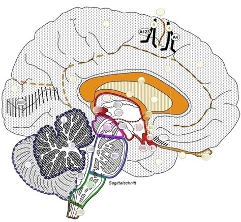 Neuroanatomie Gehirn 2 Diagram Quizlet