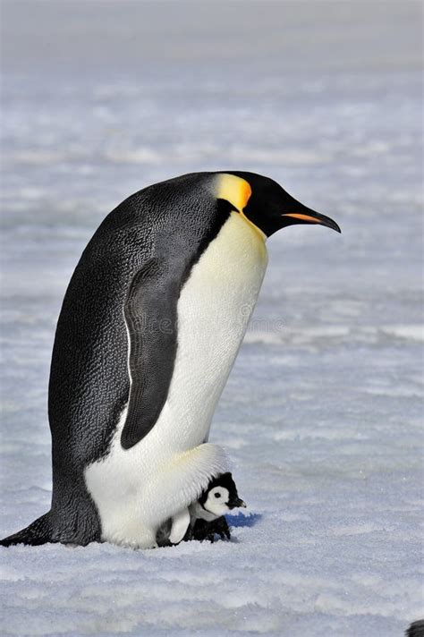 Emperor Penguin stock image. Image of animal, aptenodytes - 1443787