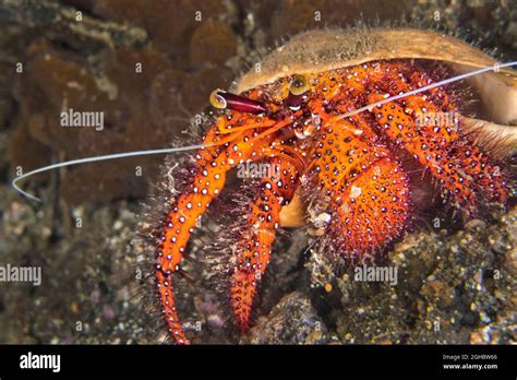 White Spotted Hermit Crab Left Handed Hermit Crab Dardanus Megistos