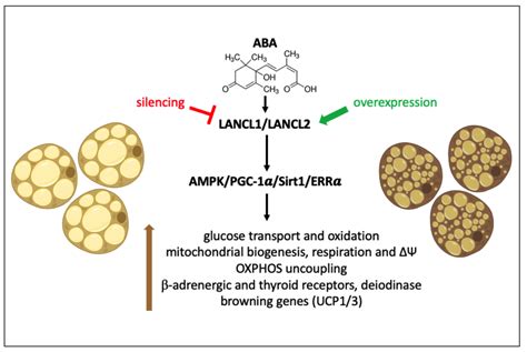 Ijms Free Full Text The Aba Lancl Hormone Receptor System