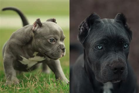 Descubra as Características Exclusivas da Raça American Bully