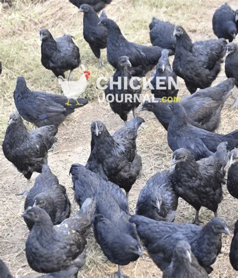 Kadaknath Chicken Egg Meat Color Faqs And Pictures