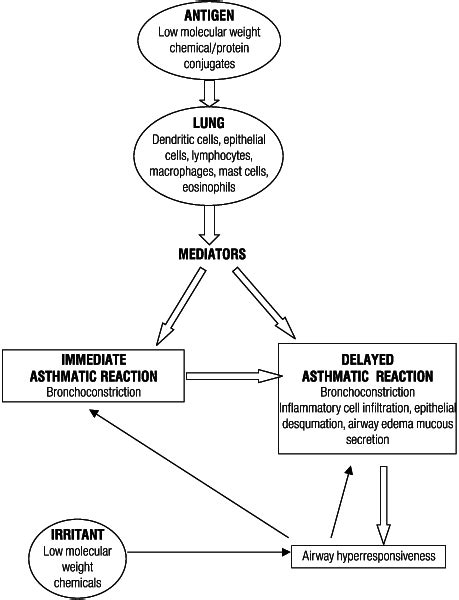 Pathways In The Pathogenesis Of Occupational Asthma Caused By Low