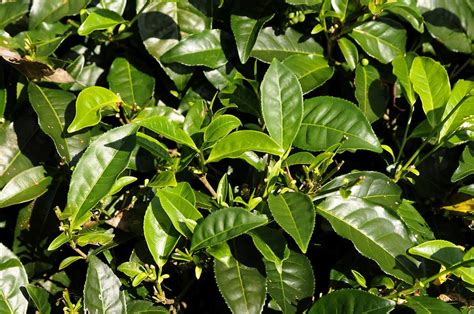 Tea Leaves Mahé Pictures Seychelles In Global Geography