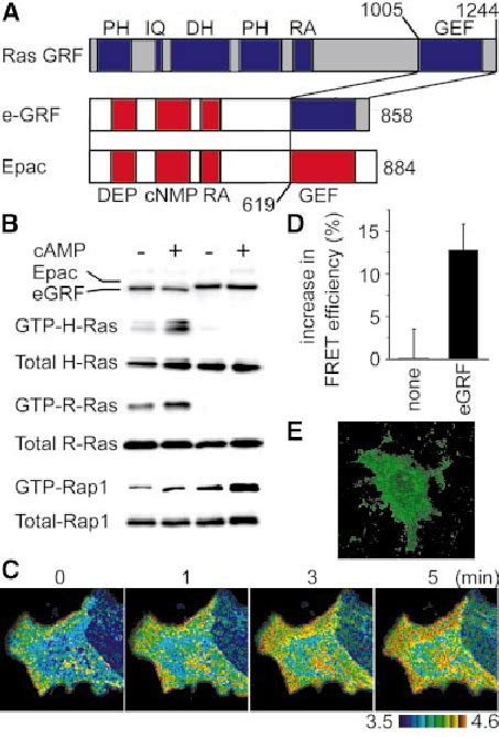 Ras and Rap1 activation by various GEFs. Cos-1 cells were transfected ...