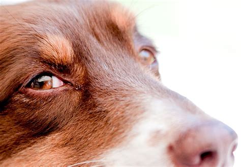 Why Your Dog Has Mucus In The Eyes And When To See The Veterinarian