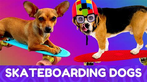 These Skateboarding Dogs Are Guaranteed To Make You Laugh Youtube