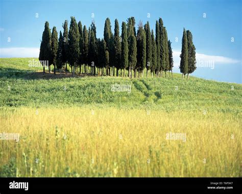 Cyprus Trees In The Val Dorcia Hi Res Stock Photography And Images Alamy