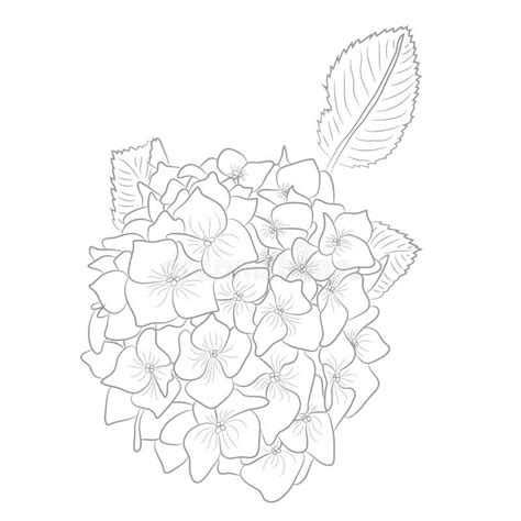 Vector Drawing Of Outline Hydrangea Or Hortensia Flower Bunch And