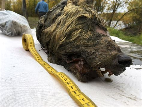 Furry Head Of Ice Age Wolf Found Perfectly Preserved In Russian Arctic