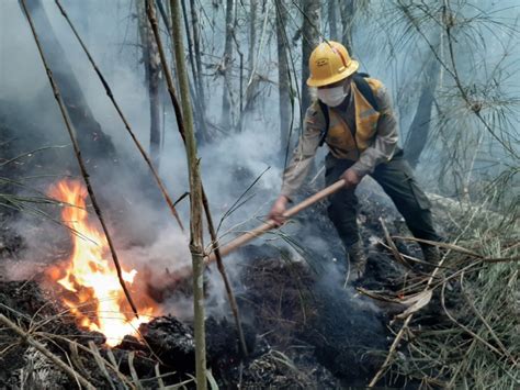 Incendios Forestales Afectan A 82768 Hectáreas De áreas Verdes En