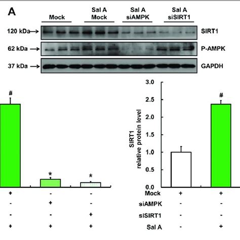 Sirt Was Downstream Of Sal A Activated Ampk Pathway Hepg Cells