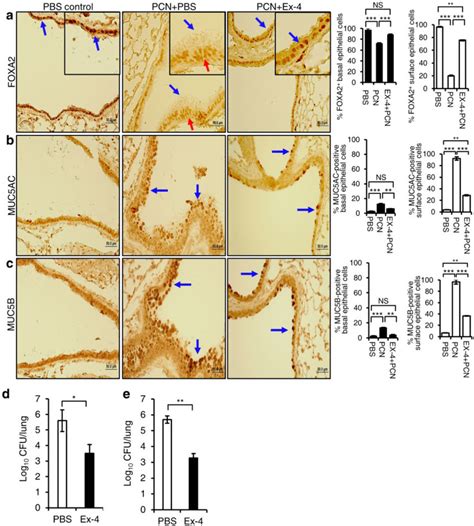 Exendin Ex Restores Foxa Expression And Reduces Mucins Induction