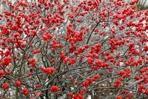 A Beginner's Guide to Native Winterberry - The Plant Native