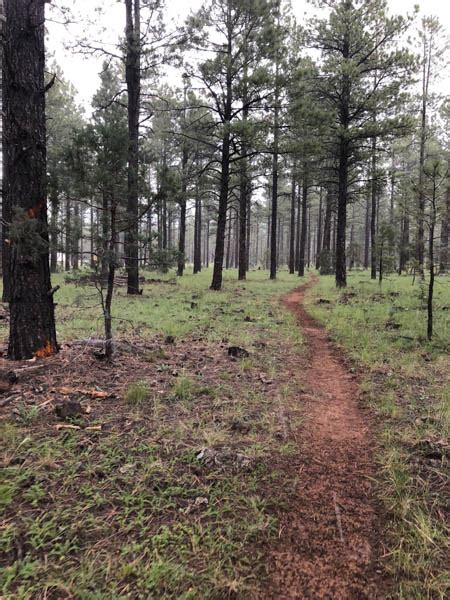 Blue Ridge Trail Mountain Biking | The Arizona Bucket List